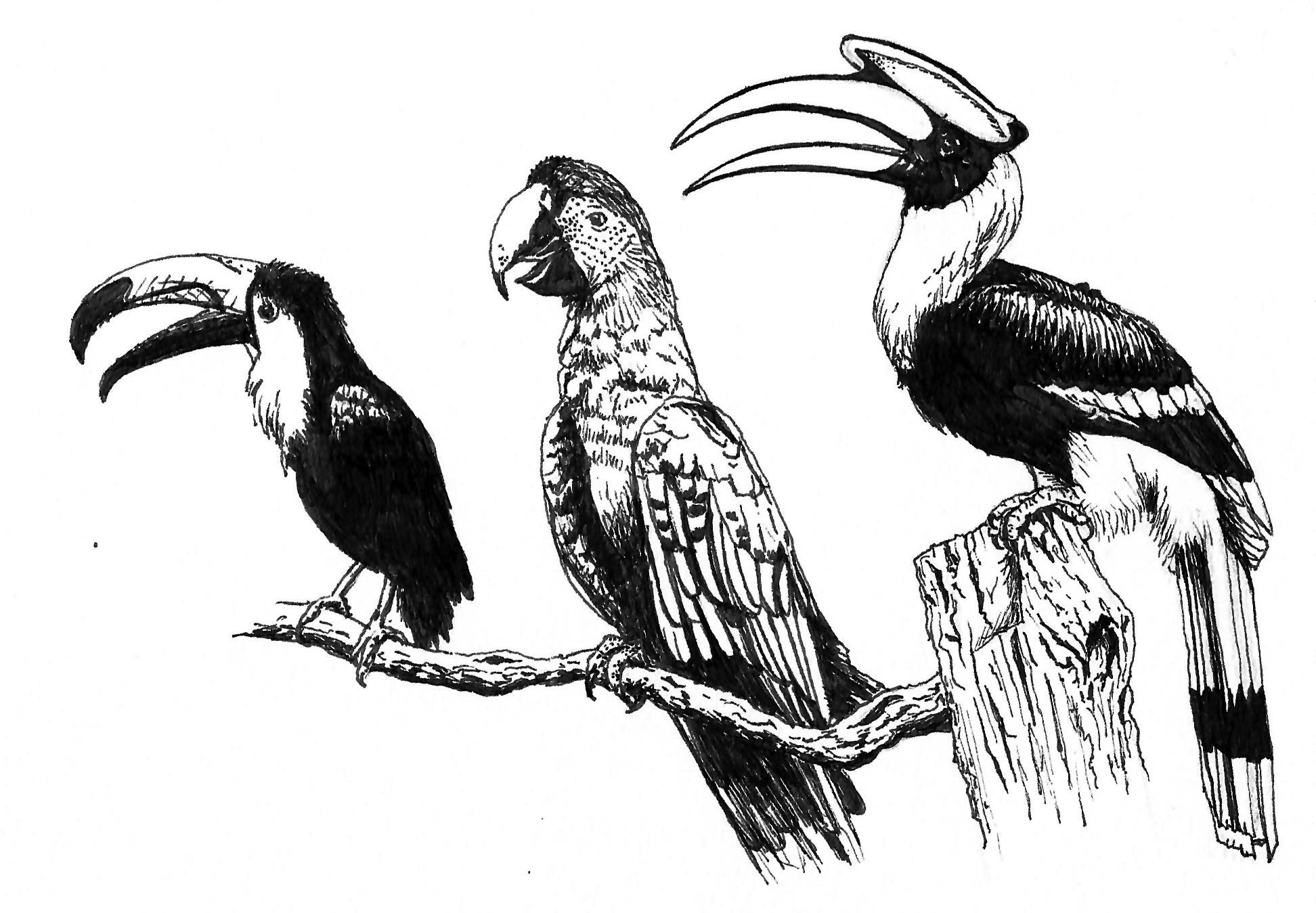 Toucan, Parrot, Hornbill PNG